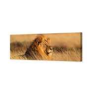 Lion in Grass