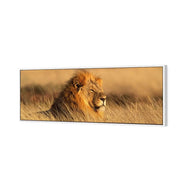 Lion in Grass