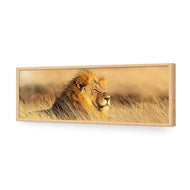 Lion in Grass