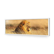 Lion in Grass