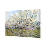 Van Gogh - The White Orchard
