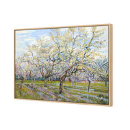 Van Gogh - The White Orchard
