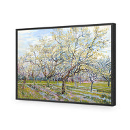 Van Gogh - The White Orchard