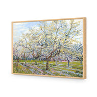 Van Gogh - The White Orchard