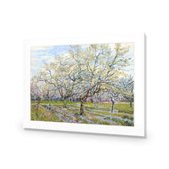 Van Gogh - The White Orchard