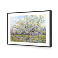 Van Gogh - The White Orchard