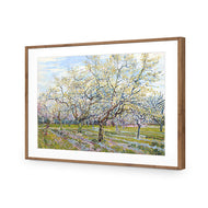 Van Gogh - The White Orchard