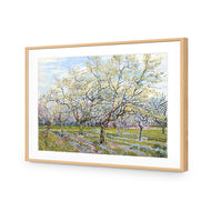Van Gogh - The White Orchard