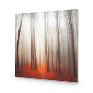 Forest of Fire