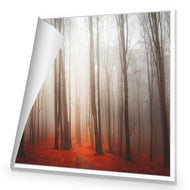 Forest of Fire