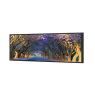 Jacaranda Alley