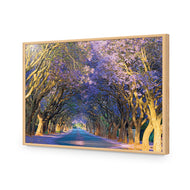 Jacaranda Alley