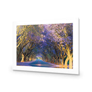 Jacaranda Alley
