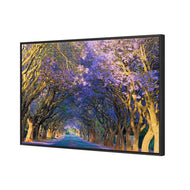Jacaranda Alley