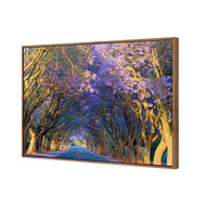 Jacaranda Alley