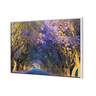 Jacaranda Alley