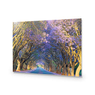 Jacaranda Alley