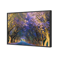 Jacaranda Alley