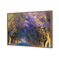 Jacaranda Alley