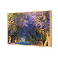Jacaranda Alley