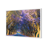 Jacaranda Alley