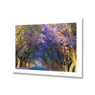 Jacaranda Alley