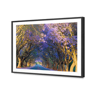 Jacaranda Alley