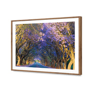 Jacaranda Alley