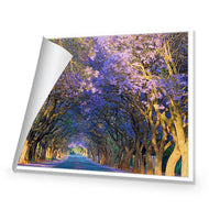 Jacaranda Alley