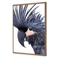 Squark the Black Cockatoo