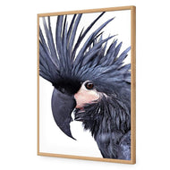 Squark the Black Cockatoo