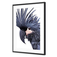 Squark the Black Cockatoo