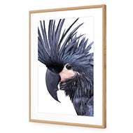 Squark the Black Cockatoo