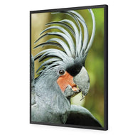Percy the Palm Cockatoo, Right