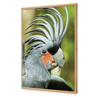Percy the Palm Cockatoo, Right