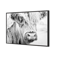 Henrietta the Highland Cow
