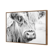 Henrietta the Highland Cow
