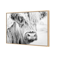 Henrietta the Highland Cow