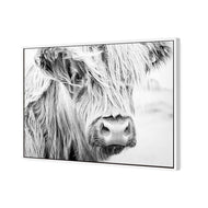 Henrietta the Highland Cow