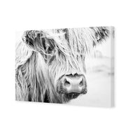 Henrietta the Highland Cow