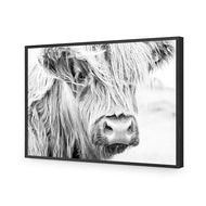 Henrietta the Highland Cow