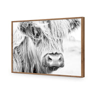 Henrietta the Highland Cow