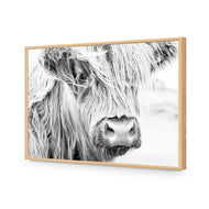 Henrietta the Highland Cow