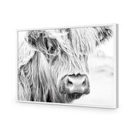 Henrietta the Highland Cow