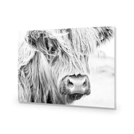 Henrietta the Highland Cow