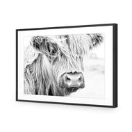 Henrietta the Highland Cow