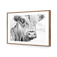 Henrietta the Highland Cow
