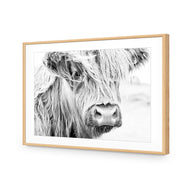 Henrietta the Highland Cow
