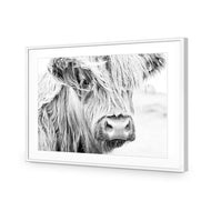 Henrietta the Highland Cow