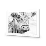Henrietta the Highland Cow